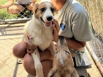 A young small-sized male White / Cream Mixed Breed dog named Yew for adoption in Georgetown, SC