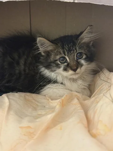 A baby small-sized female Domestic Long Hair cat named Pillow for adoption in Sugar Land, TX