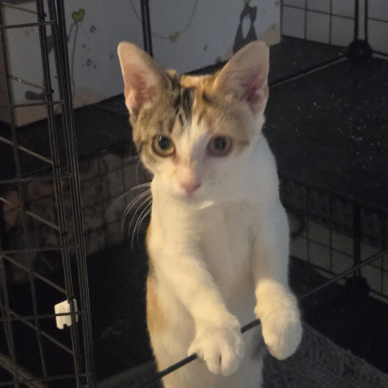A young medium-sized female Calico Domestic Short Hair cat named Gabby for adoption in Mechanicsburg, PA