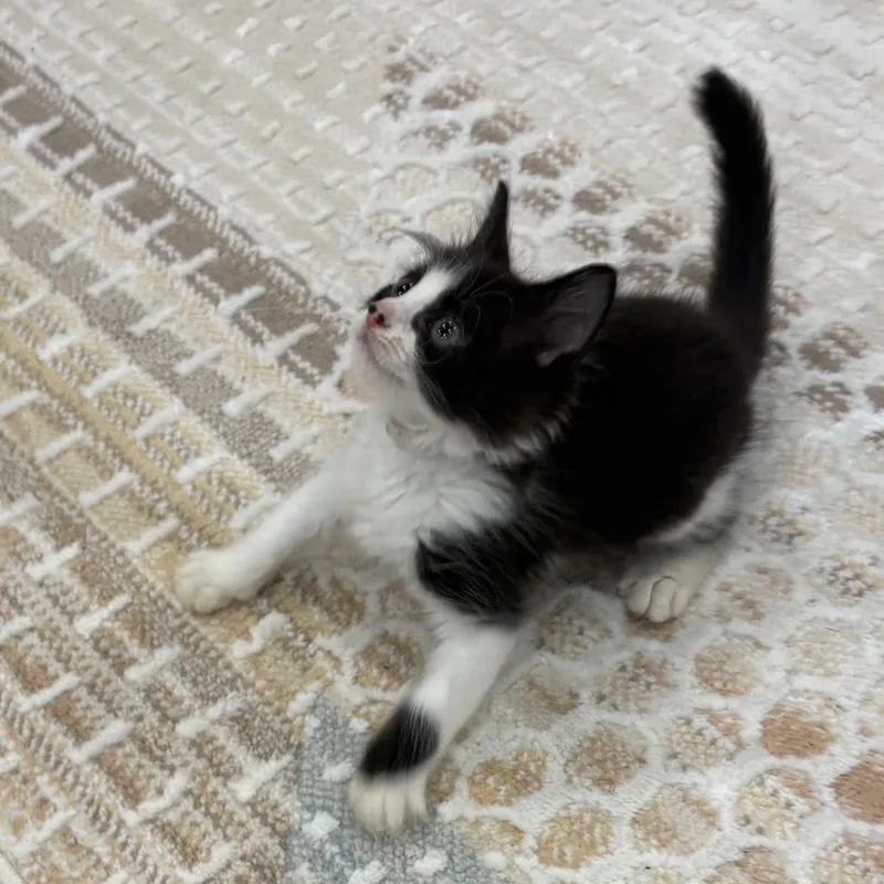 A baby small-sized male Domestic Medium Hair cat named Leo for adoption in Cumming, GA