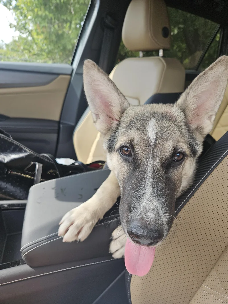A baby large-sized male Tricolor (Brown, Black, & White) German Shepherd Dog dog named Harley for adoption in Houston, TX
