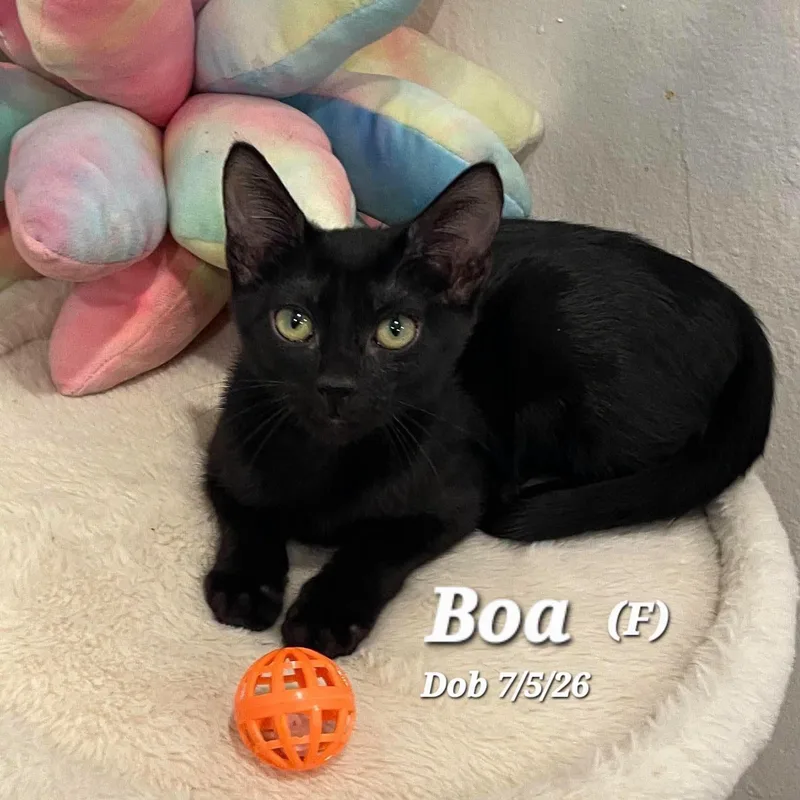 A baby medium-sized female Black Domestic Short Hair cat named Mamba for adoption in Concord, CA