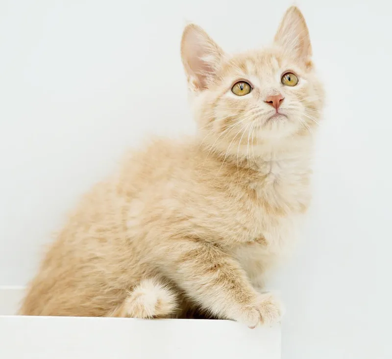 A baby small-sized male Tabby (Orange / Red) Tabby cat named Bud is a baby for adoption in Bedford Hills, NY