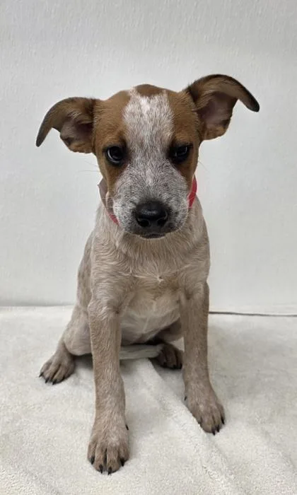 A young medium-sized female Cattle Dog dog named Cassidy for adoption in Phoenix, AZ