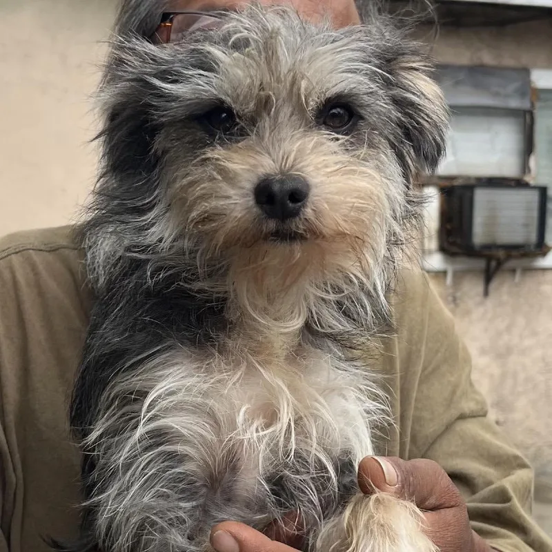 Negrito
