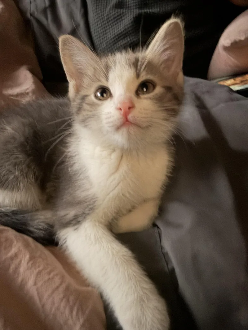 A baby medium-sized male Gray / Blue / Silver Domestic Short Hair cat named Hamnet for adoption in Rock Falls, IL