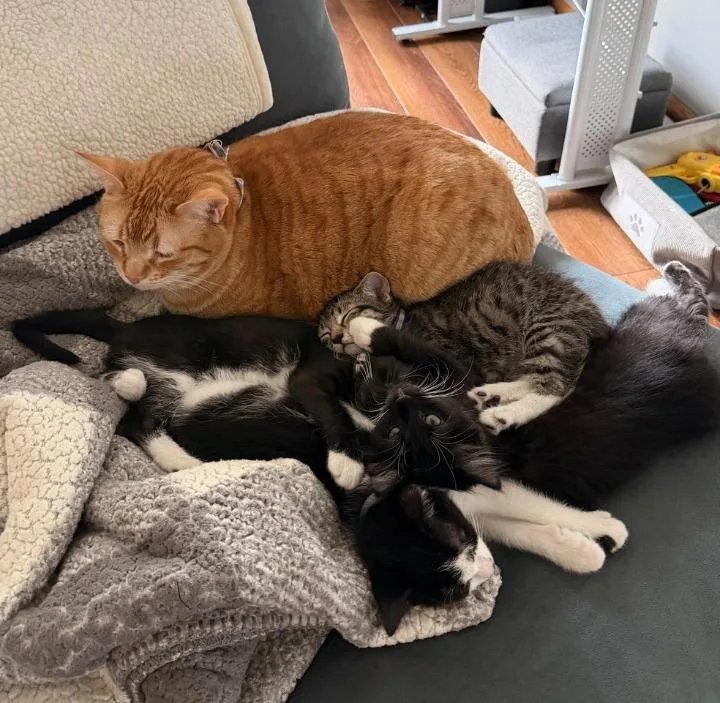 Willie thumbnail 3