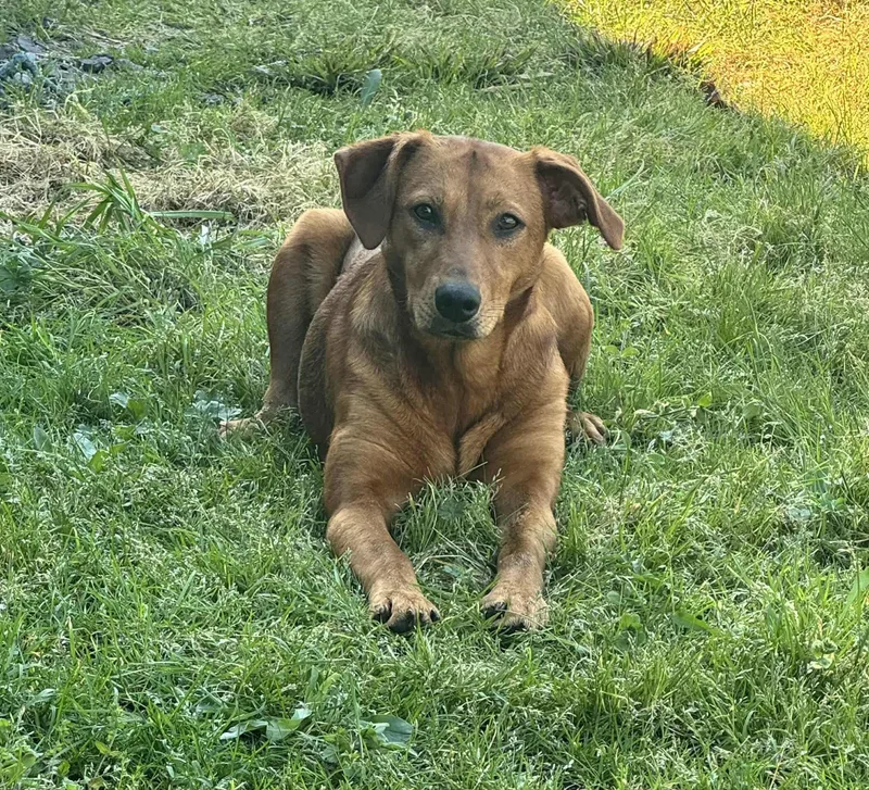 Rotisserie Chicken thumbnail 2