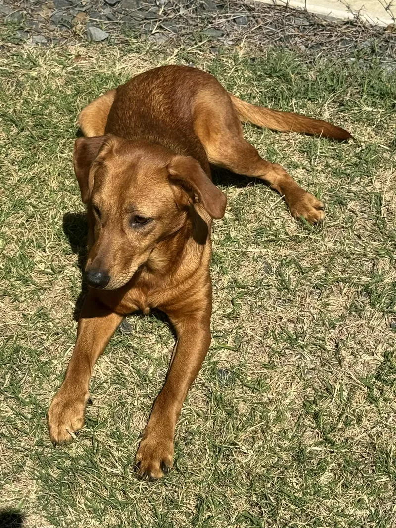 Rotisserie Chicken thumbnail 3