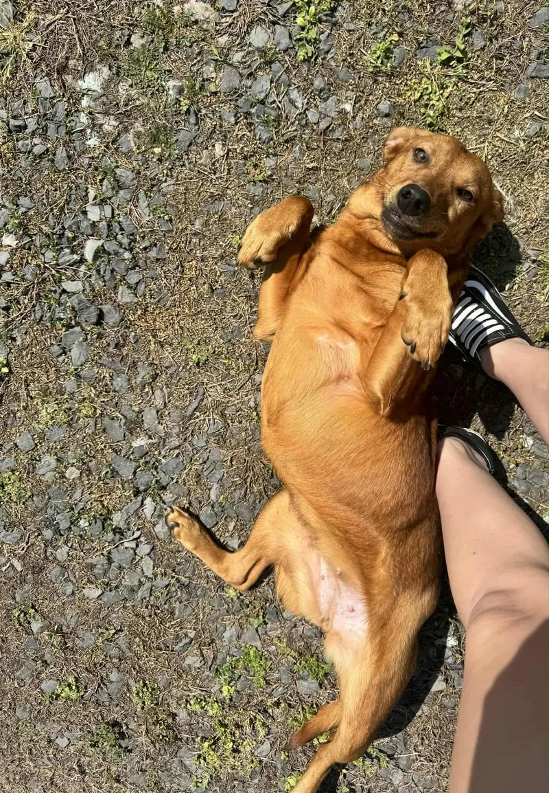 Rotisserie Chicken thumbnail 4