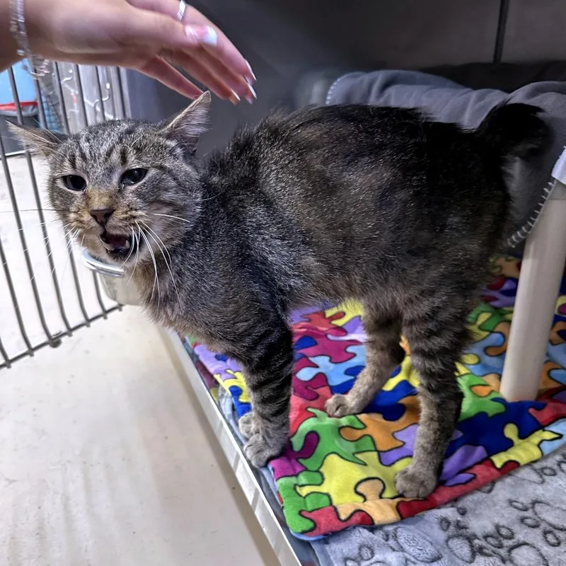A senior medium-sized male Gray / Blue / Silver Domestic Short Hair cat named Stubbs for adoption in Austin, TX