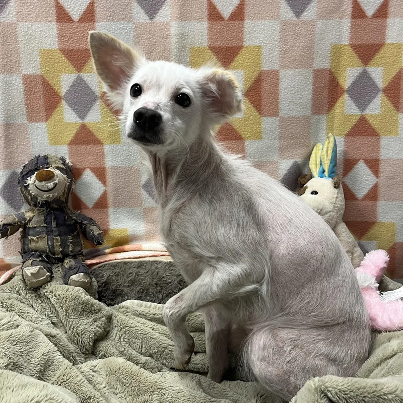 An adult small-sized female White / Cream Chihuahua dog named Bea for adoption in McKenzie, TN