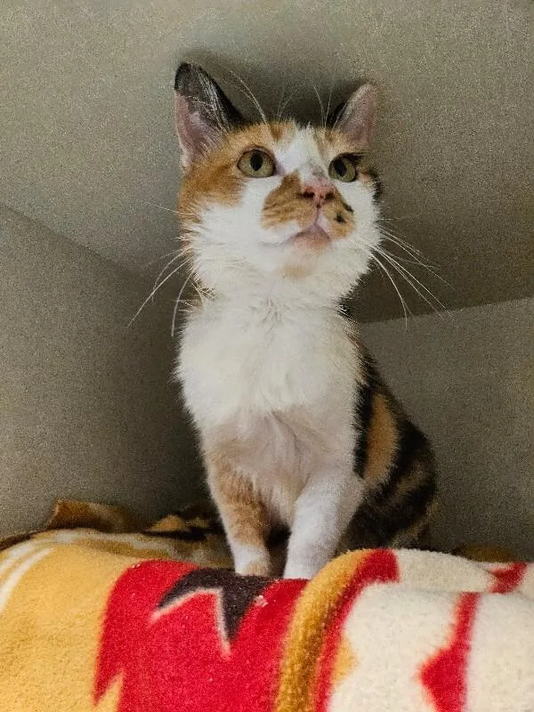 Espie thumbnail 4