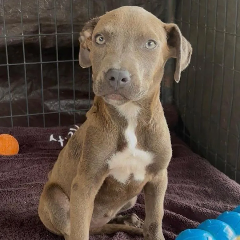 A baby medium-sized female Yellow / Tan / Blond / Fawn Pit Bull Terrier dog named Stella for adoption in West Islip, NY