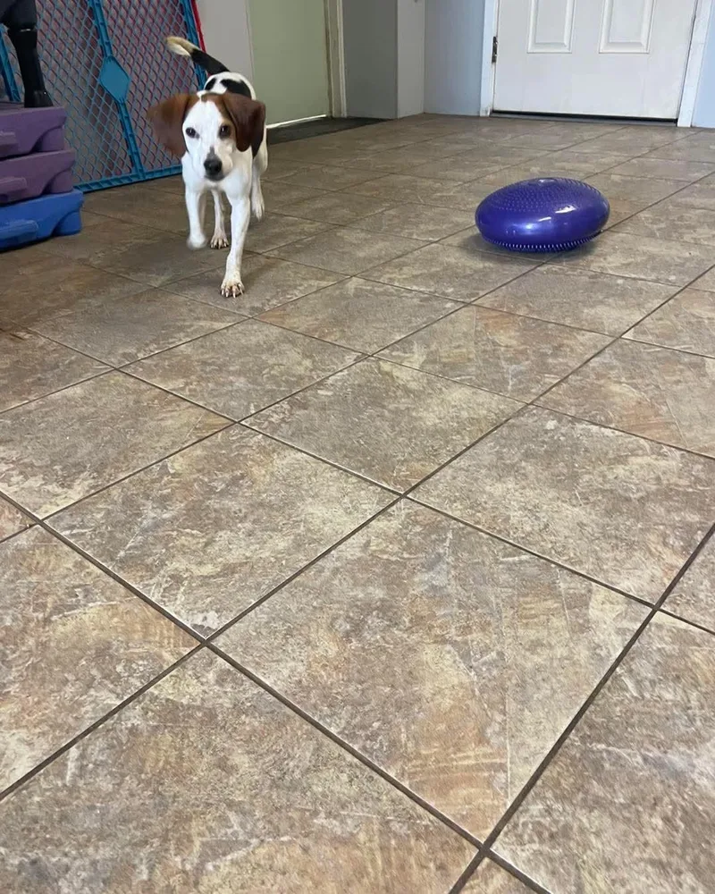 A young small-sized female Tricolor (Brown, Black, & White) Beagle dog named Josie for adoption in Atco, NJ