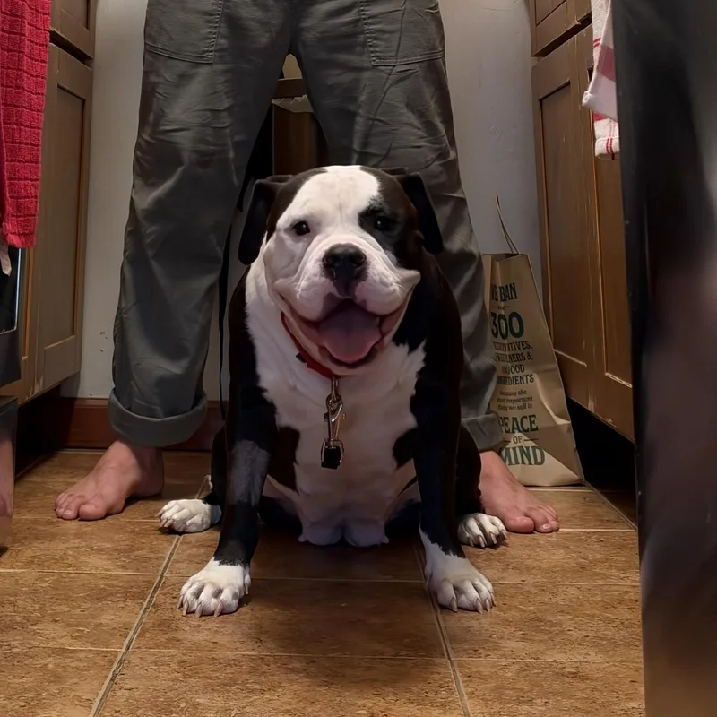 Lola thumbnail 3