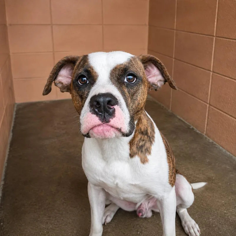 A baby medium-sized male Boxer dog named Lance for adoption in Gautier, MS