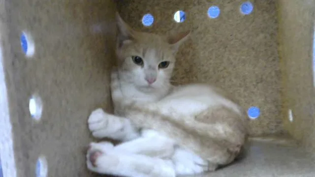 A young medium-sized female Domestic Short Hair cat named Yolk for adoption in Albuquerque, NM