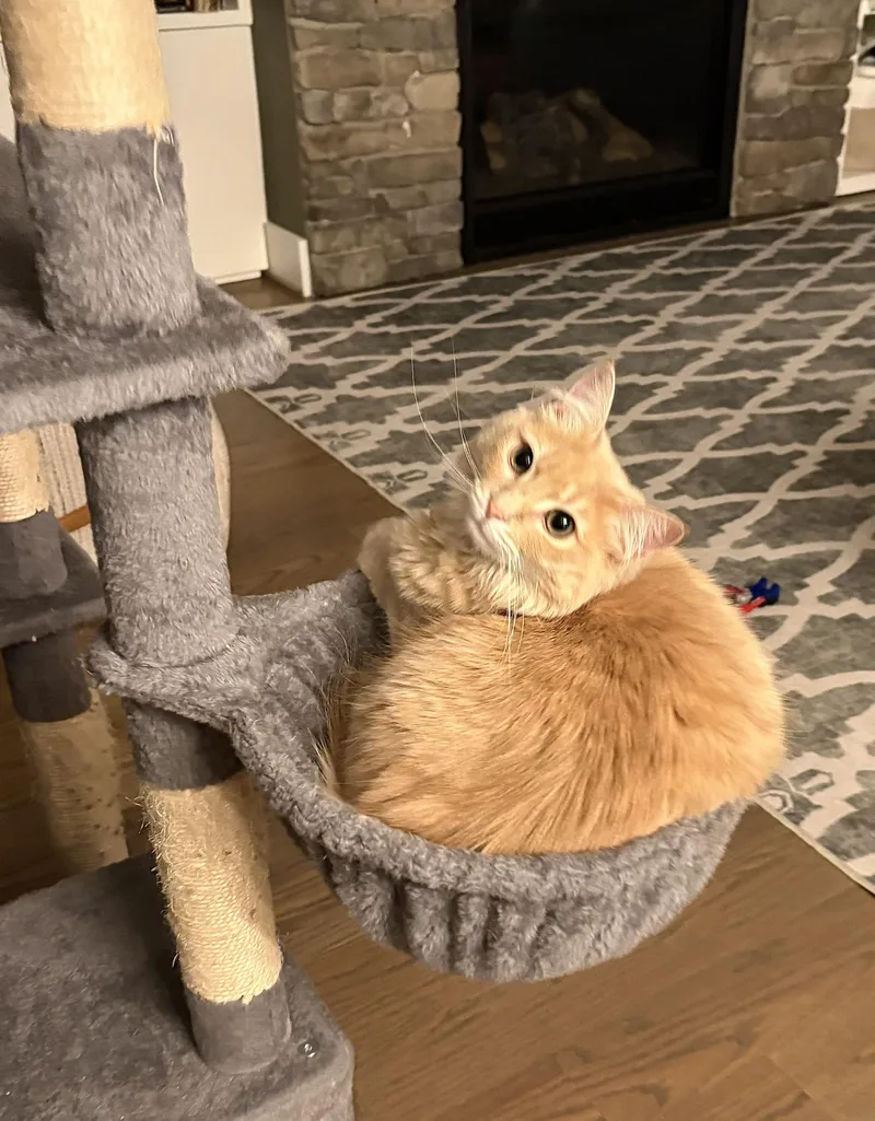 An adult large-sized male Tabby cat named Meet Bandit Your for adoption in Laurel, MD