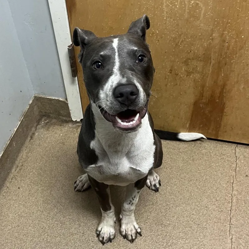A young medium-sized female Gray / Blue / Silver Mixed Breed dog named Dior for adoption in Chattanooga, TN