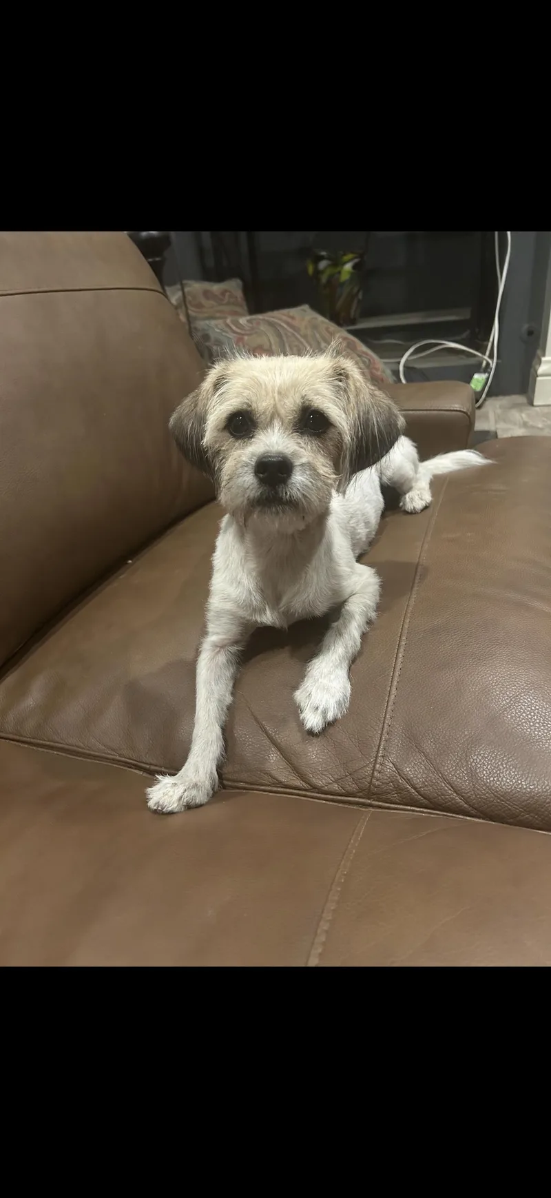An adult small-sized female Shih Tzu dog named Missy  The Sweet for adoption in Citrus Heights, CA