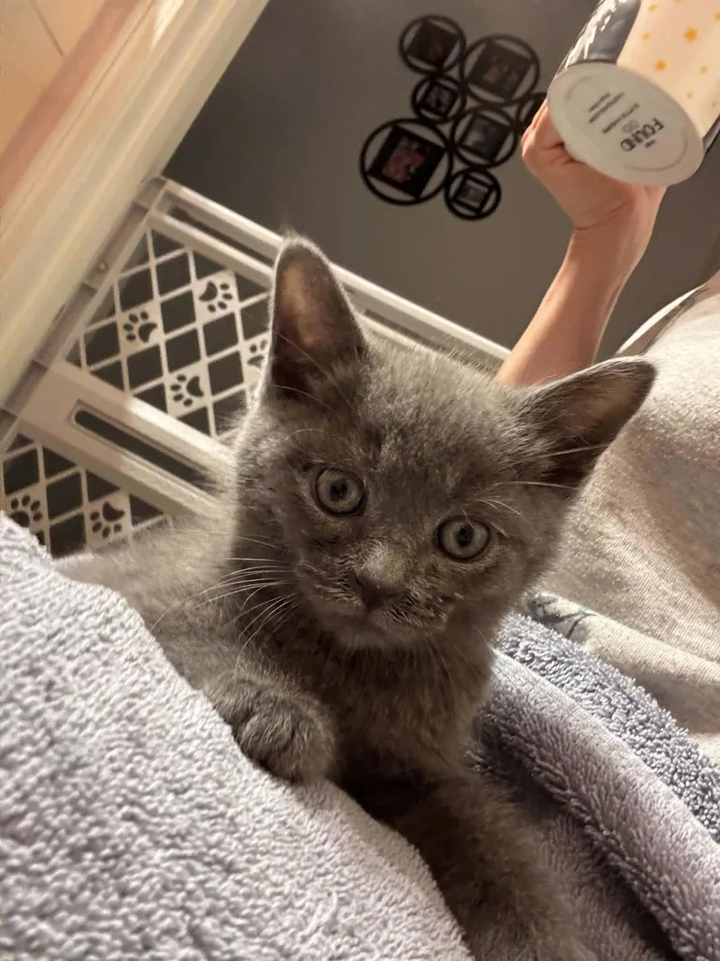 A baby small-sized male Domestic Short Hair cat named Taka for adoption in Milwaukee, WI