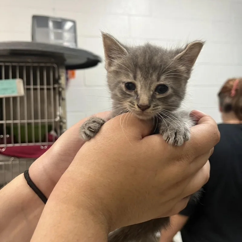 A baby small-sized female Gray / Blue / Silver Domestic Short Hair cat named Ellie for adoption in Ardmore, OK
