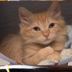 A baby small-sized female Orange / Red Domestic Long Hair cat named Kintsugi for adoption in Orangevale, CA