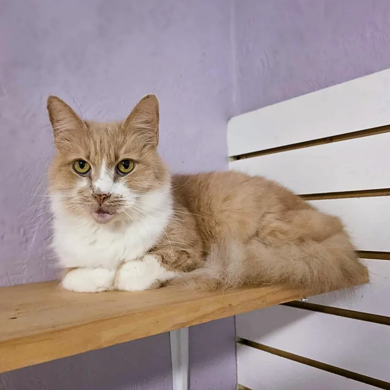 Major Babydoll thumbnail 2