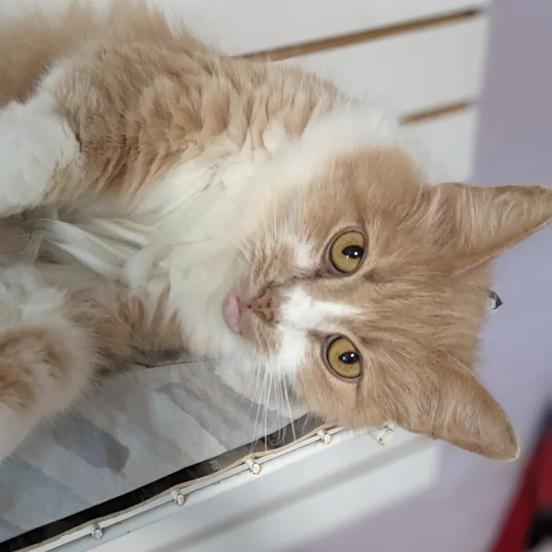 Major Babydoll thumbnail 3