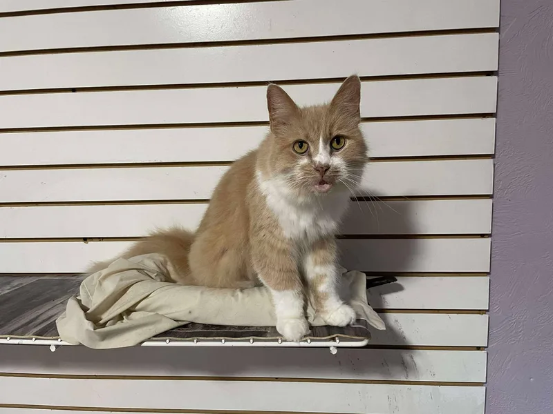 Major Babydoll thumbnail 4