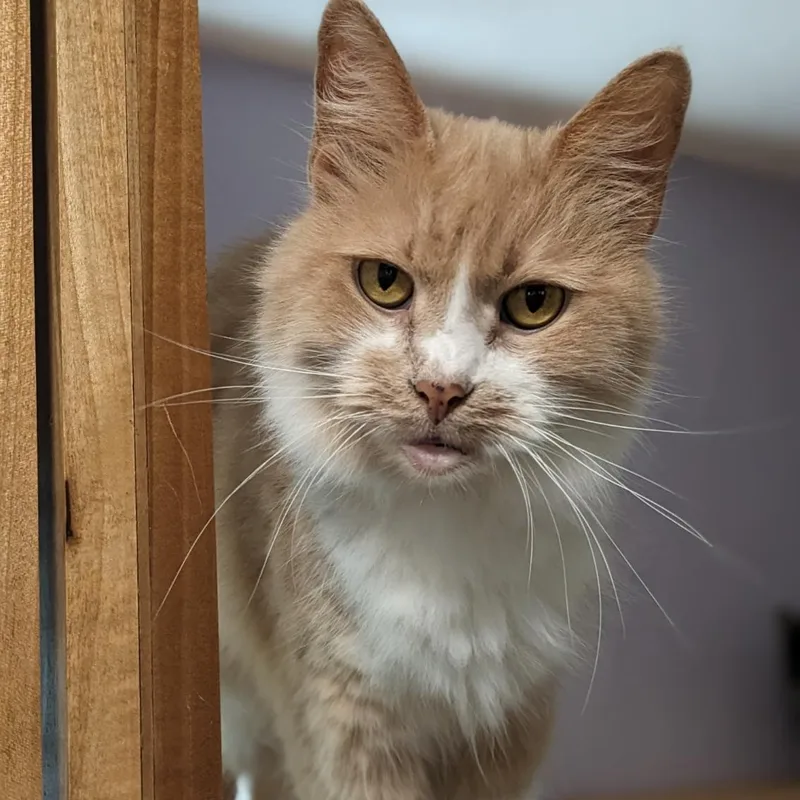 Major Babydoll thumbnail 5