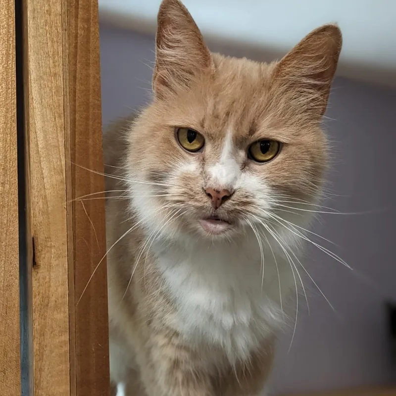 Major Babydoll thumbnail 6