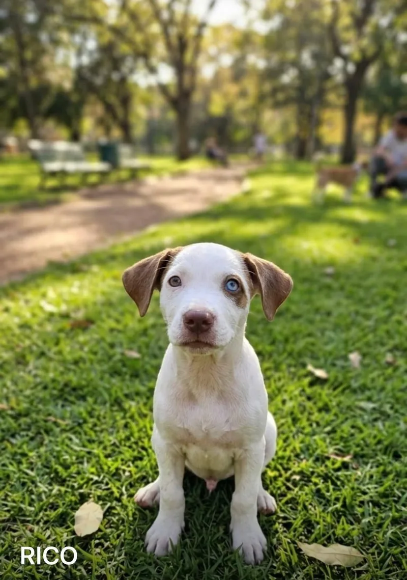 A baby small-sized male Mixed Breed dog named Rico for adoption in Orlando, FL