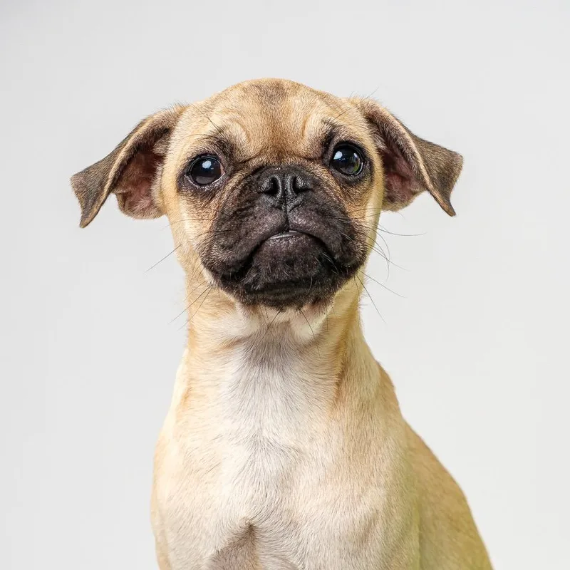 A baby small-sized female Yellow / Tan / Blond / Fawn Pug dog named Chrissy for adoption in Palm Springs, CA