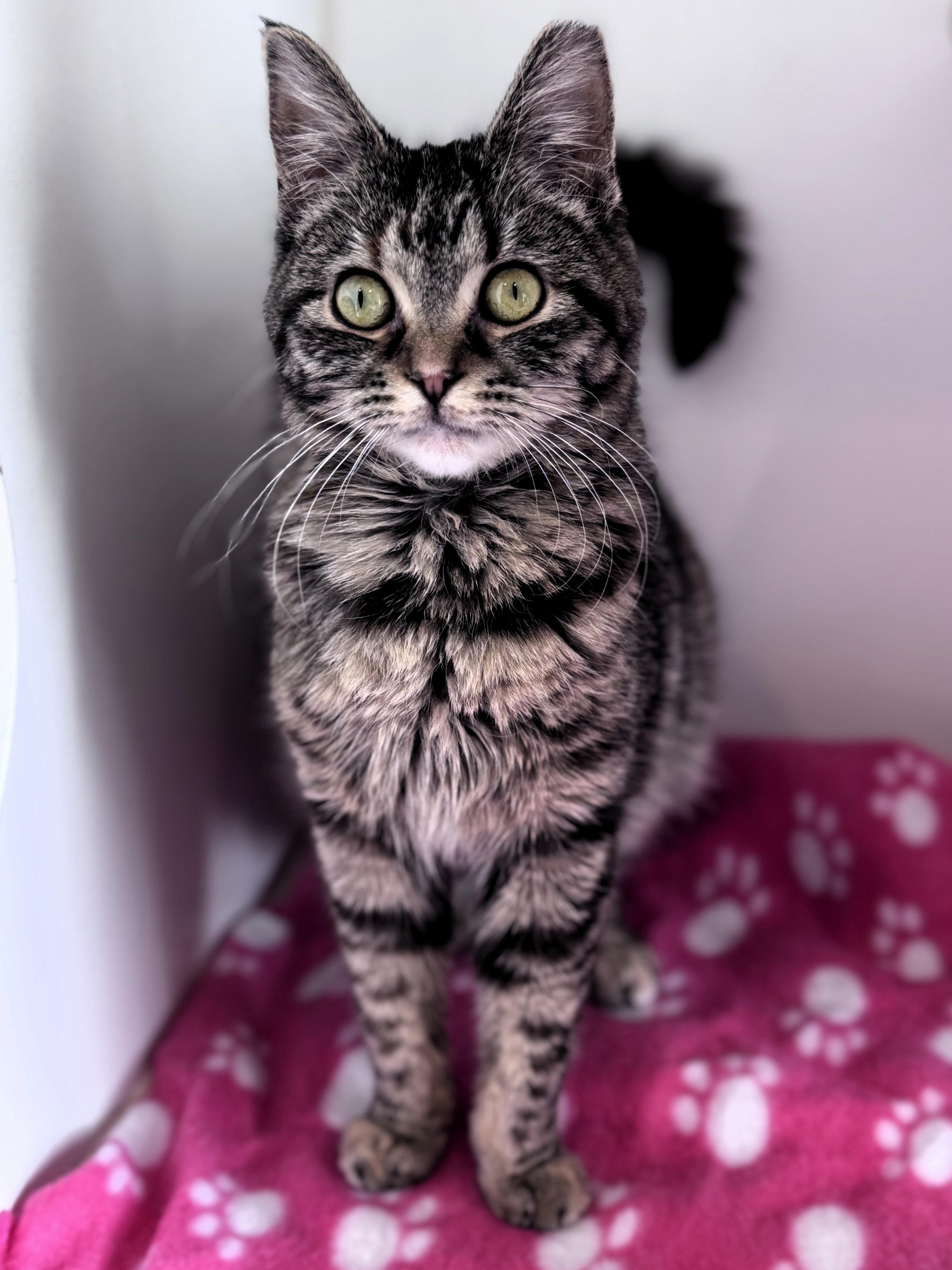 A baby medium-sized female Tabby (Brown / Chocolate) Domestic Short Hair cat named Francine for adoption in Pekin, IL