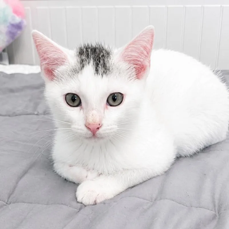 A baby small-sized male White Domestic Short Hair cat named Alrighty Then for adoption in Westminster, CA