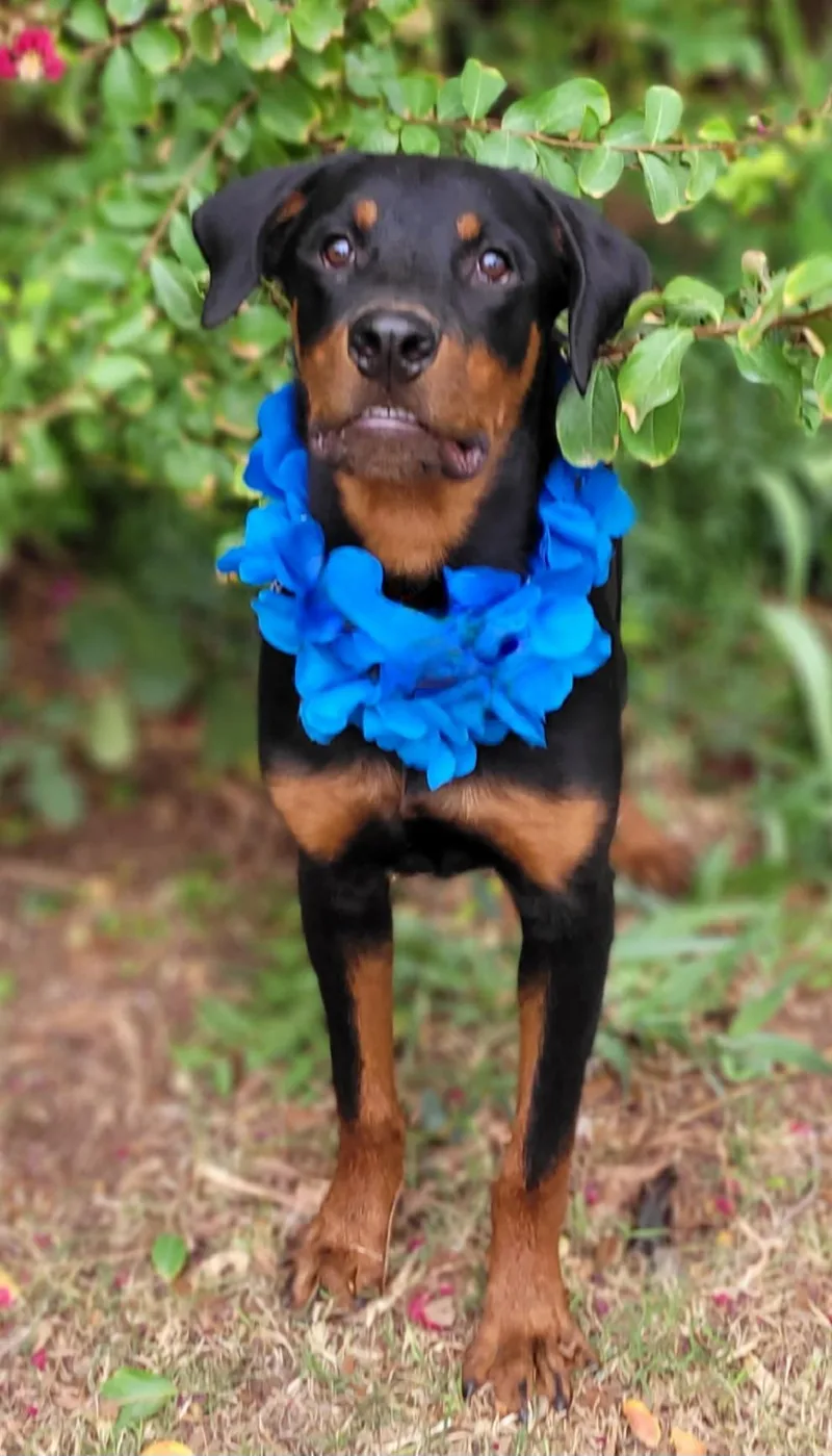A young large-sized male Rottweiler dog named Wyatt for adoption in Vernon, TX
