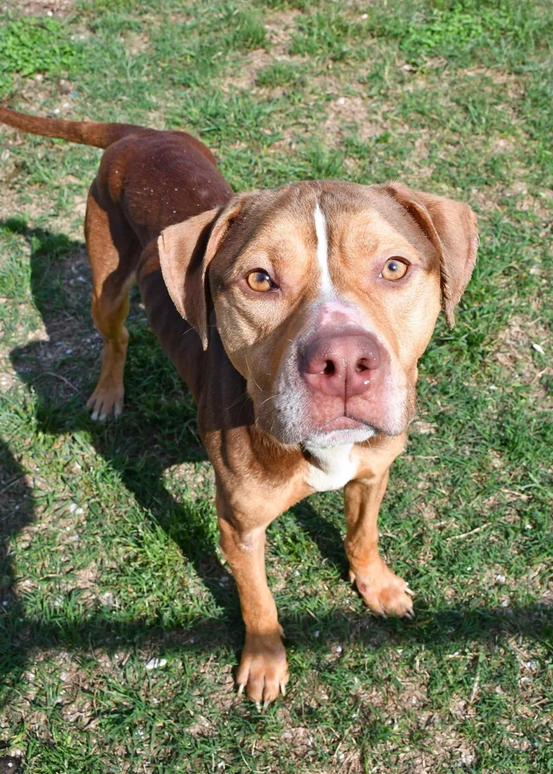 Goosebumps thumbnail 2