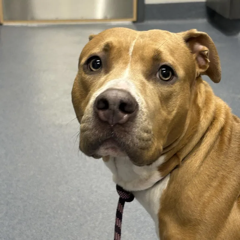 An adult medium-sized female Brown / Chocolate Pit Bull Terrier dog named Nana for adoption in St Joseph, MO