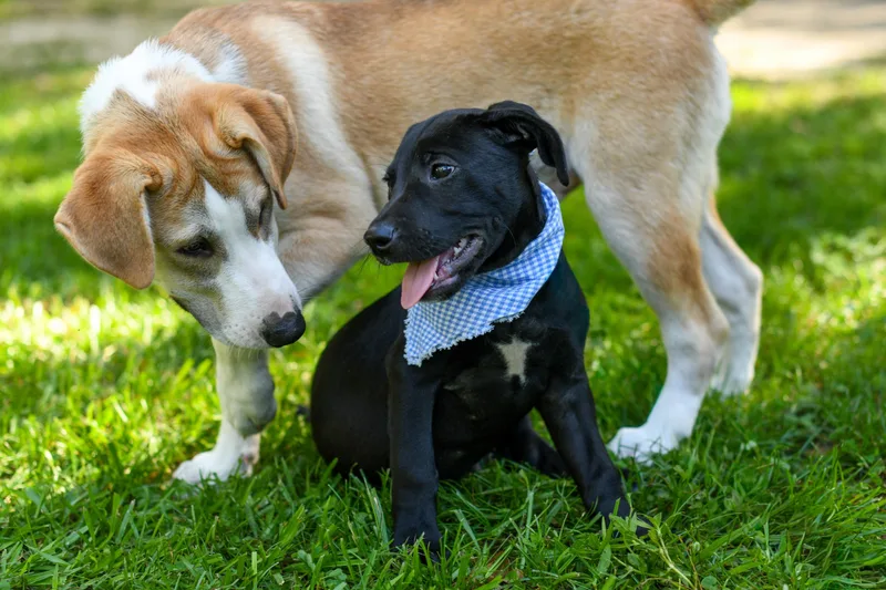 A baby medium-sized male Black Mixed Breed dog named Cody for adoption in BONIFAY, FL