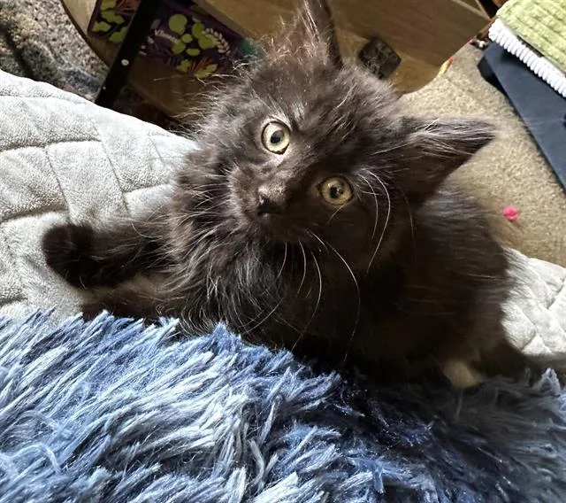 A baby small-sized female Domestic Short Hair cat named Calpernia for adoption in Sacramento, CA