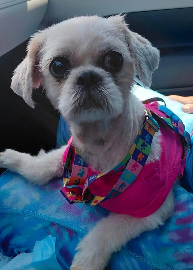 An adult small-sized female Shih Tzu dog named Eva for adoption in Morganville, NJ