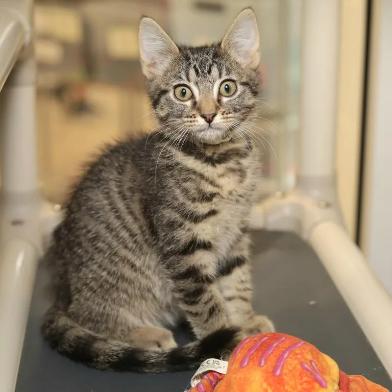 A baby small-sized male Brown / Chocolate Domestic Short Hair cat named Bernard for adoption in Evansville, IN
