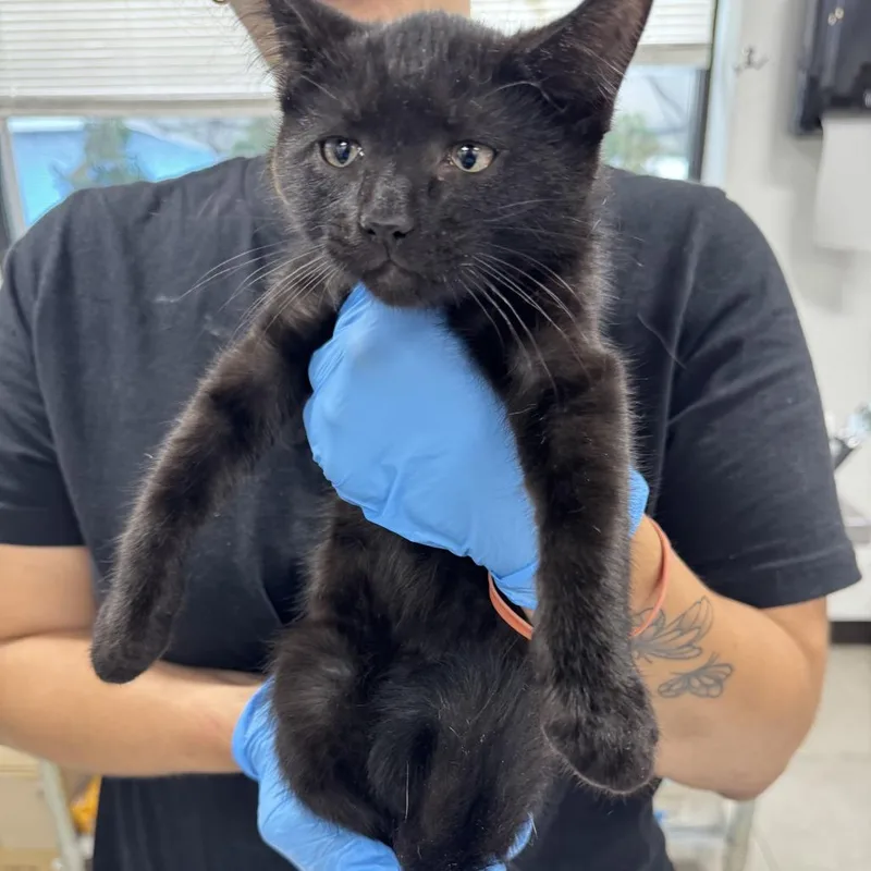 A baby small-sized male Black Domestic Short Hair cat named James for adoption in Newark, NJ