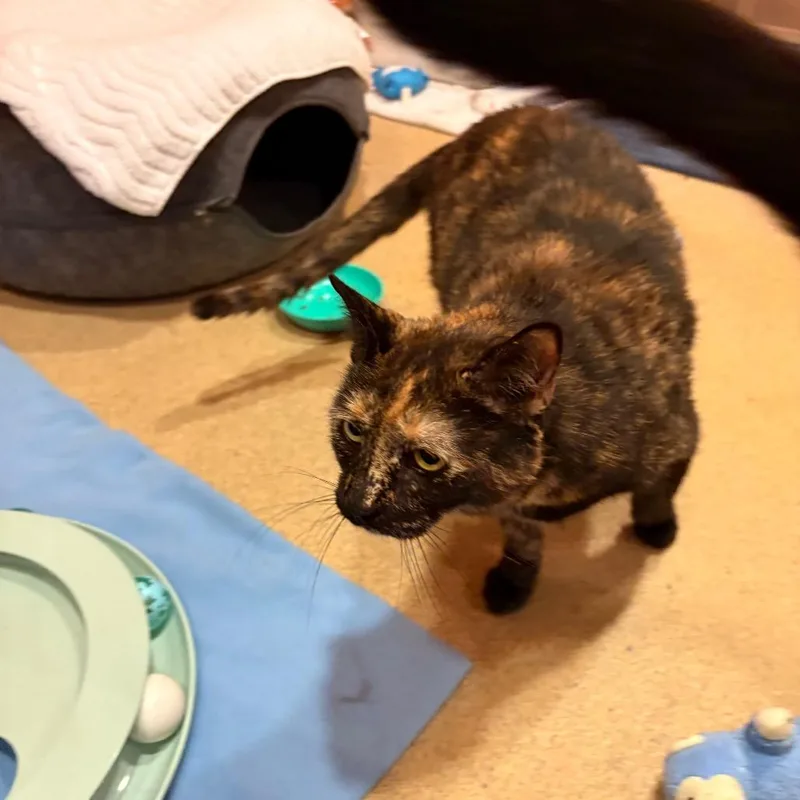Bashful thumbnail 4