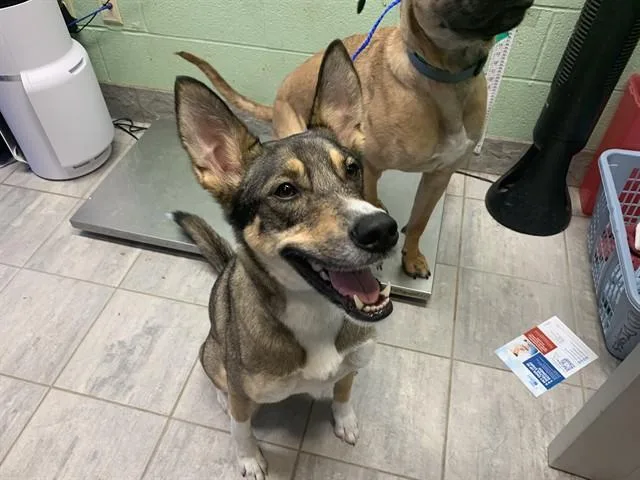 An adult large-sized male German Shepherd Dog dog named Mac for adoption in Grand Prairie, TX