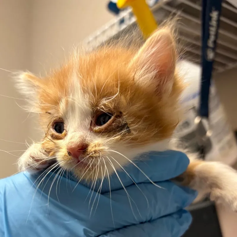 A baby small-sized female Orange / Red Domestic Short Hair cat named Mildred for adoption in Yuma, AZ