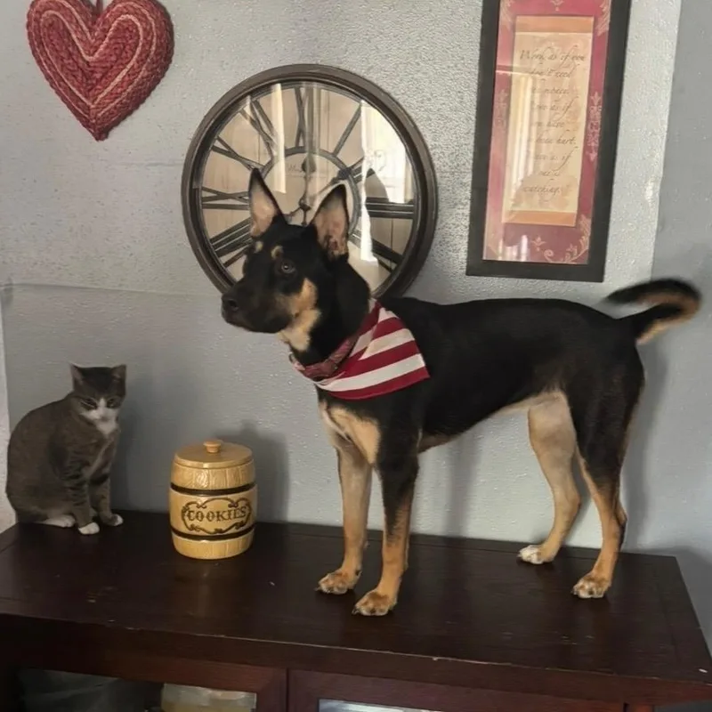 An adult medium-sized female German Pinscher dog named Gipsy for adoption in Houston, TX