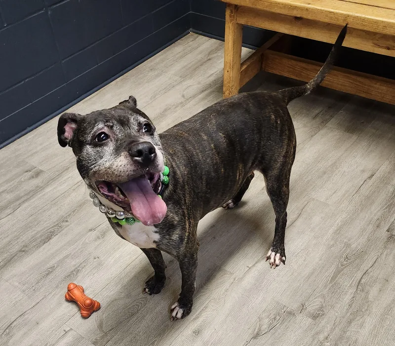 An adult large-sized female Pit Bull Terrier dog named Cheapskate for adoption in Mansfield, OH